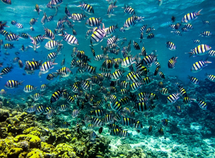 dahab-4